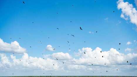 Two Florida counties; two trash strategies. One burns. One buries | Industry 411 - Waste Management | Scoop.it