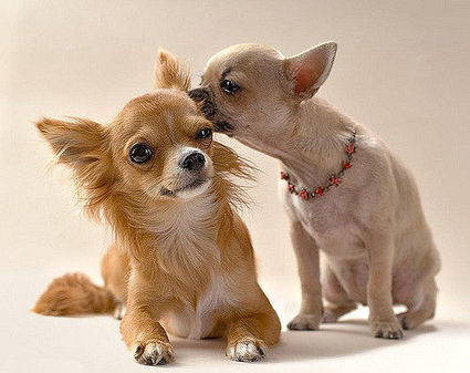 Do Dogs Have Empathy for Other Dogs in Distress? | Empathy and Animals | Scoop.it