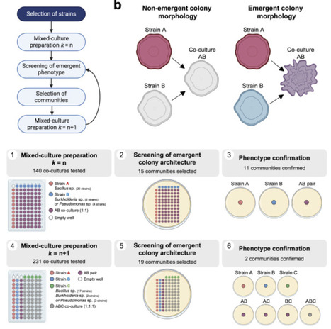 Harnessing Emergent Properties of Microbial Consortia for Agriculture: Assembly of the Xilonen SynCom | bfm | RMH | Scoop.it