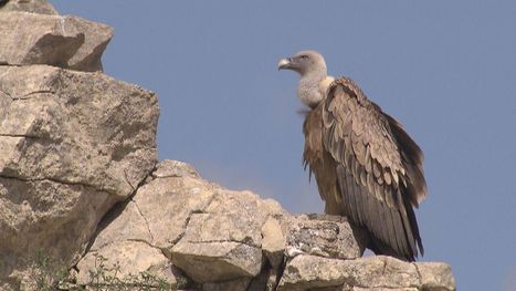 360° Géo - Les vautours sont de retour  - 43 min  | Biodiversité | Scoop.it