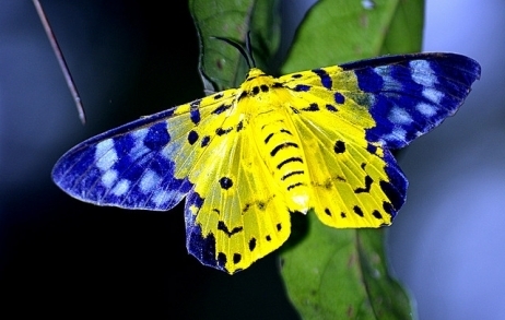 [Audio] Chasse aux papillons au Vietnam | Variétés entomologiques | Scoop.it