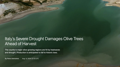 ITALY’s Severe Drought Damages Olive Trees Ahead of Harvest | CIHEAM Press Review | Scoop.it