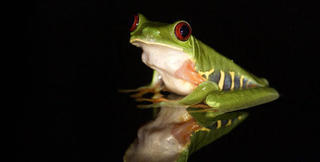 WATCH: Frogs: The Thin Green Line - A World Without Amphibians | BIODIVERSITY IS LIFE  – | Scoop.it