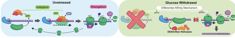 Metabolic tuning enables immediate adaptation to energy stress in yeast | bioRxiv | RMH | Scoop.it