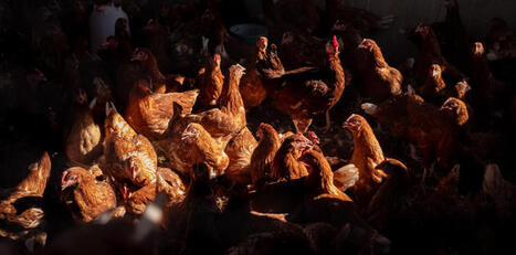 FOOD: Global meat supply quadrupled over six decades, but uneven distribution persists | ALIMENTATIONS | Scoop.it