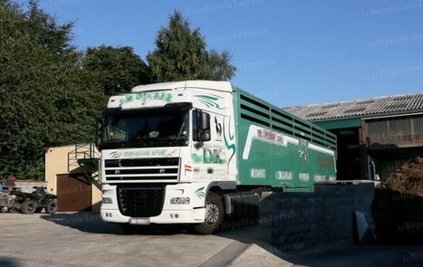 Revente de chevaux à l'abattoir / Bastogne : la police belge a déjà perquisitionné | La Gazette des abattoirs | Scoop.it
