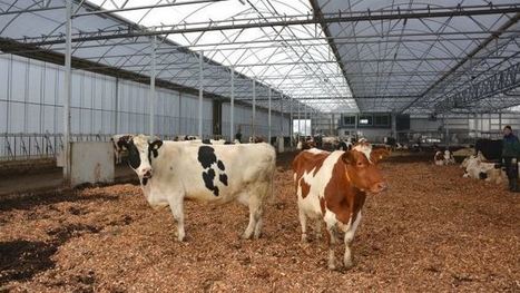 [Space TV] Bâtiment multi-dômes Aux Pays-Bas, 140 vaches bio dans une stabulation sur compost de bois déchiqueté | Actualités de l'élevage | Scoop.it