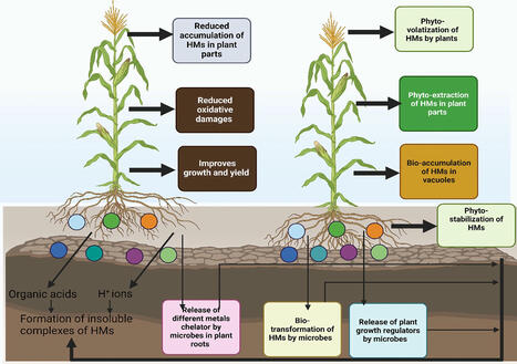 Microbial mediated remediation of heavy metals toxicity: mechanisms and future prospects | frn | RMH | Scoop.it