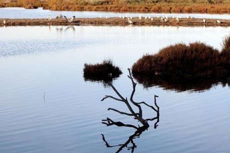 Parc naturel r&eacute;gional de Camargue : qui g&egrave;re quoi | Biodiversit&eacute; | Scoop.it