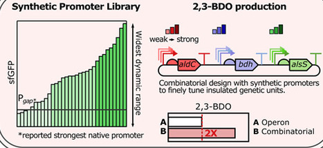 A Synthetic Promoter Library Spanning a Wide Dynamic Range for Metabolic Pathway Engineering in Zymomonas mobilis | asb | RMH | Scoop.it