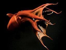Vampire squid from hell eats faeces to survive depths - life - 26 September 2012 - New Scientist | Kool Look | Scoop.it