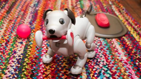 My week with Aibo: What it’s like to live with Sony’s robot dog - CNET | iPads, MakerEd and More  in Education | Scoop.it