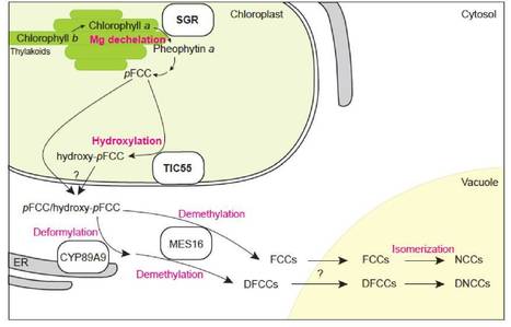 It's Not Easy Not Being Green: Breakthroughs in Chlorophyll Breakdown | The Plant Cell | Scoop.it