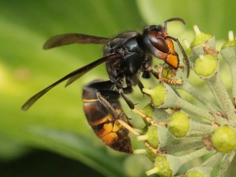 Frelon asiatique : le piégeage de printemps, une menace pour les pollinisateurs | EntomoNews | Scoop.it