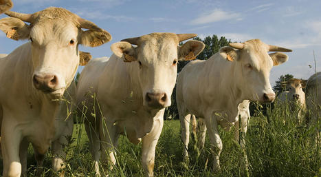 Davantage de viande de jeunes bovins à la carte des cantines scolaires | Actualité Bétail | Scoop.it