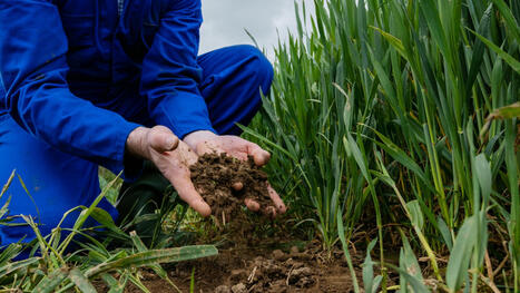 ENVIRONMENT: Alarming microplastics found in earthworms and soil ecosystem | DURABILITES | Scoop.it