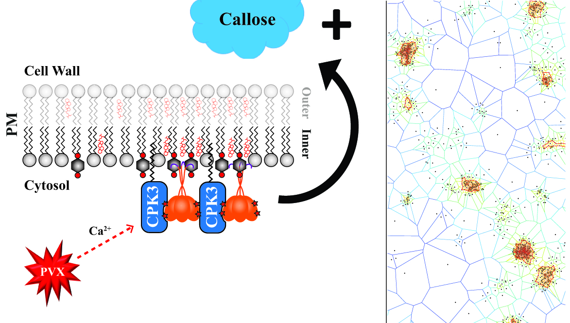 bioRxiv: The plant calcium-dependent protein kinase CPK3 phosphorylates REM1.3 to restrict viral infection (2017)																																													        																							Publications from The Sainsbury Laboratory