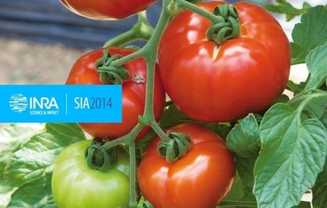 INRA - Garance, tomate du futur ? | HORTICULTURE | Scoop.it