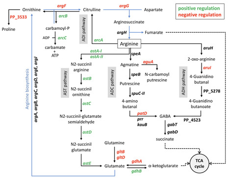 Gene expression reprogramming of Pseudomonas alloputida in response to arginine through the transcriptional regulator ArgR | Msc | RMH | Scoop.it