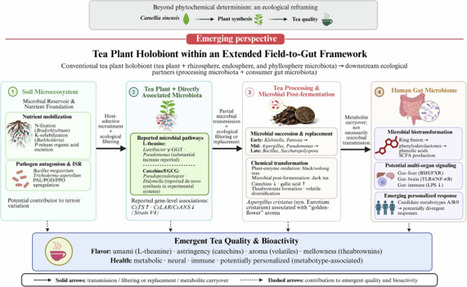 From rhizosphere to gut: microbial drivers of tea flavor and bioactivity | npj | RMH | Scoop.it