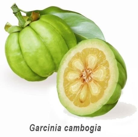 Fruta Milagrosa de la India - Garcinia combogia | PIENSA en VERDE | Scoop.it