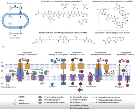 Microbial Primer: Bacterial metallophores &ndash; their role for metal homeostasis and social interactions | msc | RMH | Scoop.it