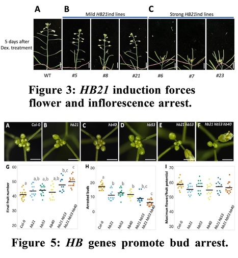 Transcription factors HB21/40/53 trigger inflorescence arrest through abscisic acid accumulation at the end of flowering | Plant hormones (Literature sources on phytohormones and plant signalling) | Scoop.it