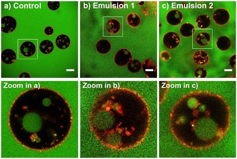 Co-encapsuler deux substances actives diff&eacute;rentes dans une &eacute;mulsion innovante stabilis&eacute;e par des particules biod&eacute;gradables | Life Sciences Universit&eacute; Paris-Saclay | Scoop.it