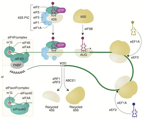 Update on translational control modes in plant ...