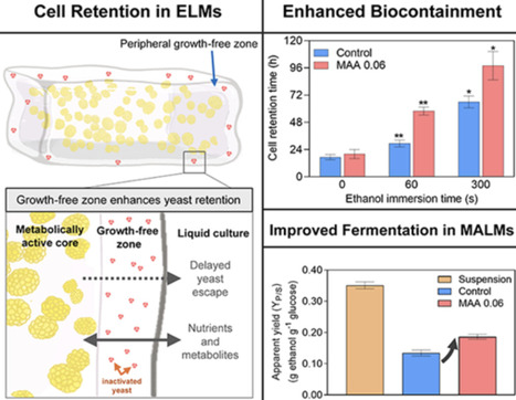Additive Manufacturing of Metabolically Active Living Materials with Enhanced Biocontainment | acs | RMH | Scoop.it
