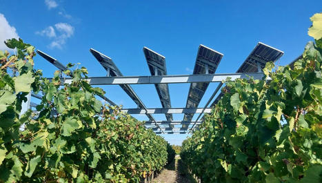 Agrivolta&iuml;sme&nbsp;: des panneaux solaires au dessus de vignes &agrave; Villenave-d'Ornon | Les &eacute;co-activit&eacute;s en Gironde | Scoop.it
