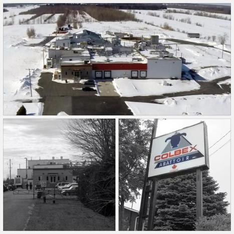 Québec. Abattoir à St-Cyrille : la COOP interpelle les libéraux | La Gazette des abattoirs | Scoop.it