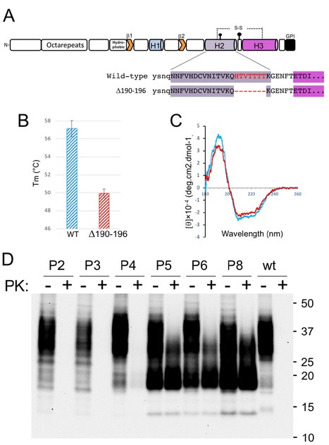 Une délétion de 7 résidus dans la PrP induit la formation spontanée d’un prion constitué par un segment COOH-terminal de la protéine nommé « C1 » | Life Sciences Université Paris-Saclay | Scoop.it