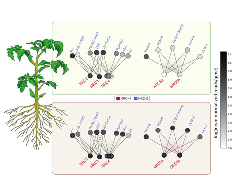 bioRxiv: A root-specific NLR network confers resistance to plant parasitic nematodes (2023) | Publications | Scoop.it