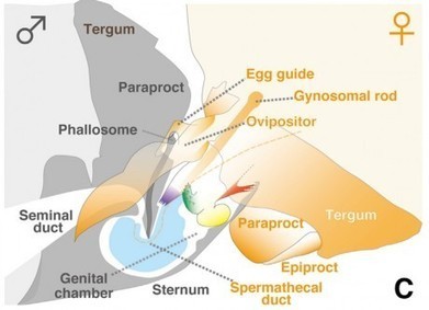 Inversion sexuelle : Pénis féminin et vagin masculin | EntomoScience | Scoop.it