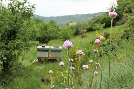 Le nouveau projet de l'Abeille et la Blette | Les Colocs du jardin | Scoop.it