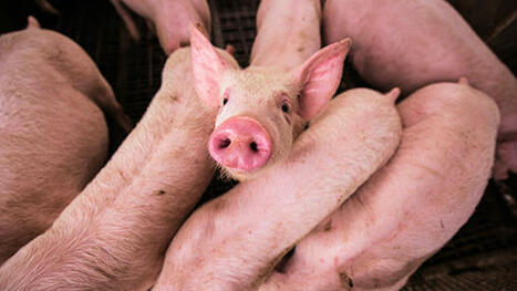 FDA Approves Pig Genetically Engineered to Resist Viral Disease | Virus World | Scoop.it