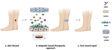 Heparinized Acellular Hydrogels for Magnetically Induced Wound Healing Applications | iBB | Scoop.it