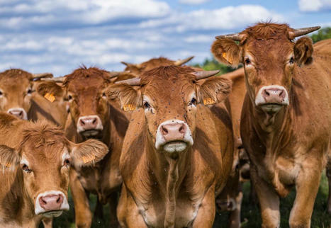 La cotation des jeunes bovins repasse en dessous du niveau de 2023 | Economie de l'Elevage | Scoop.it