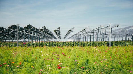 Blé, pomme de terre, maïs sous panneaux photovoltaïques | Pour innover en agriculture | Scoop.it