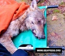 Italie : 3 loups braconnés, un ours victime d’une infection virale | Loup | Scoop.it