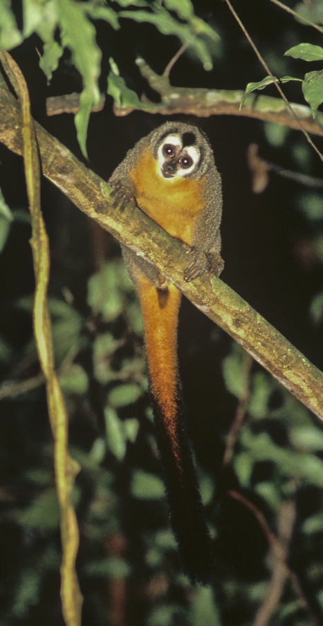 High Moon: From Housewife To Amazon Trailblazer to Night Monkey Researcher | Rainforest CLASSROOM | Scoop.it