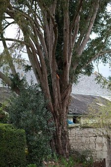 L'Arbre de l'ann&eacute;e | Biodiversit&eacute; | Scoop.it