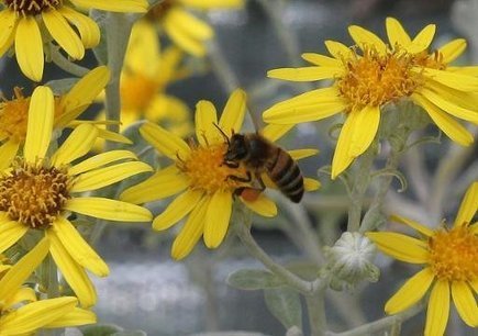 Les pesticides ont des effets néfastes pas seulement sur les abeilles | Toxique, soyons vigilant ! | Scoop.it
