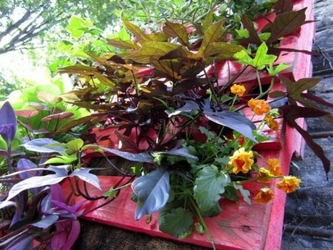 Colored pallet planters | 1001 Recycling Ideas ! | Scoop.it