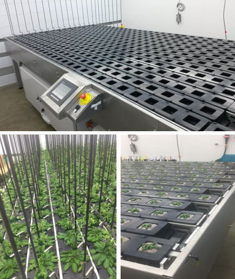FOCUS PLATEFORME : Changement d'échelle avec le développement d'un nouveau robot de phénotypage des plantes de type 'PHENOSCOPE'... en taille XL ! | Life Sciences Université Paris-Saclay | Scoop.it