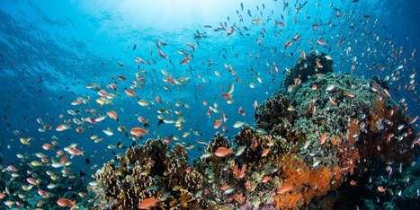 Marine Biodiversity Faces Double-Barreled Blast of Human Trouble | Daily Magazine | Scoop.it