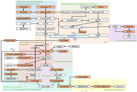 Reprogramme the E. coli metabolism by engineering a functional carbon-fixation pathway | Jbe | RMH | Scoop.it