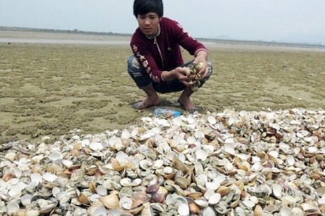 Viêt Nam: après les poissons, des tonnes de palourdes retrouvées mortes | Pollution / 28.04.2016 | Pollution accidentelle des eaux par produits chimiques | Scoop.it