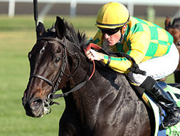Never Retreat Is Canada's Horse of the Year | BloodHorse.com | Racing News | Scoop.it